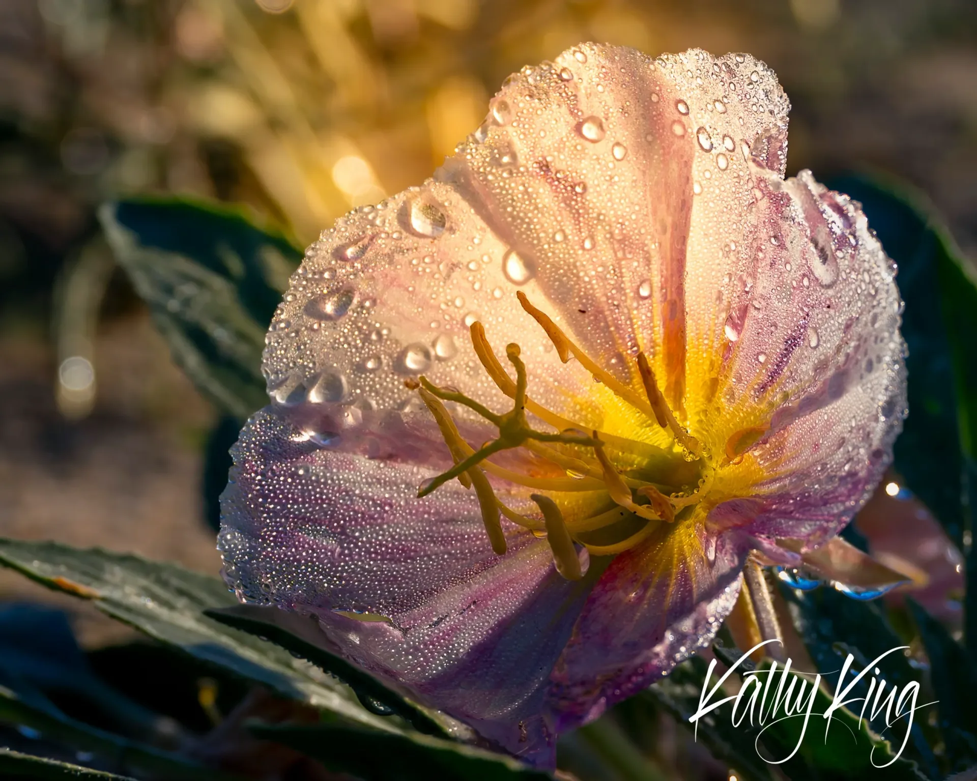 A delicate flower with soft pink and purple petals glistens with dewdrops in golden morning light, revealing visible stamens and pistils at its center. The intimate macro composition captures the intricate water droplets scattered across the translucent petals against a softly blurred natural background.